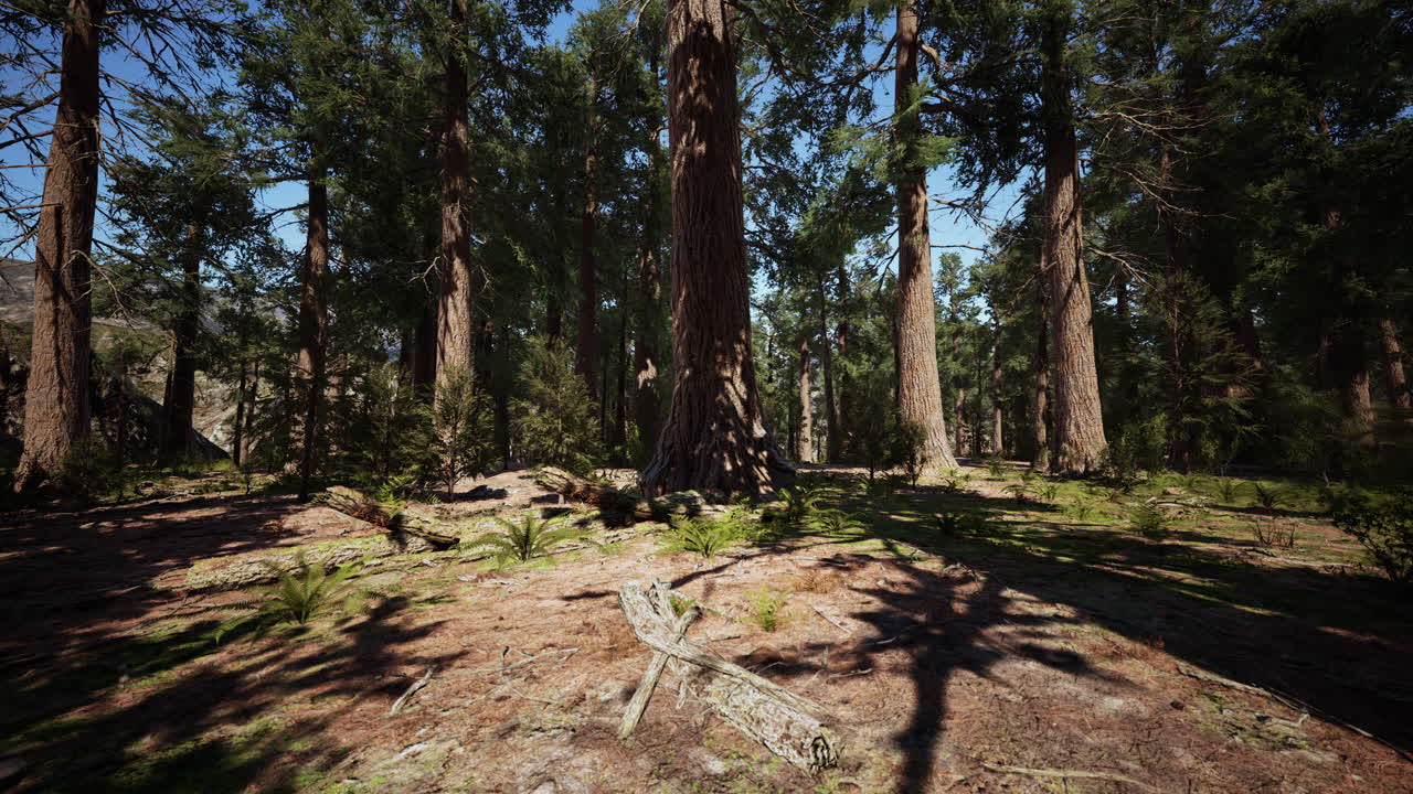 Vista classica delle famose sequoie giganti