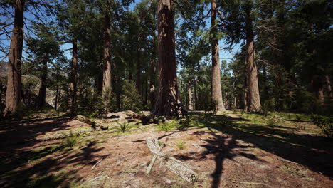 classic view of famous giant sequoia trees