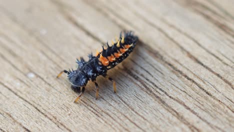 single ladybird larvae crawling on wooden table close-up