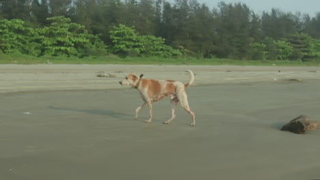 A-lone-dog-walks-along-a-quiet,-sandy-beach,-with-green-foliage-in-the-background