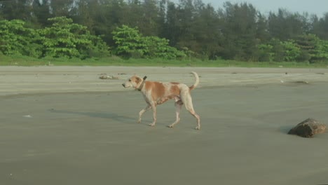 un perro solitario camina a lo largo de una playa de arena tranquila, con follaje verde en el fondo
