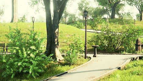 forest park road scenery in green countryside