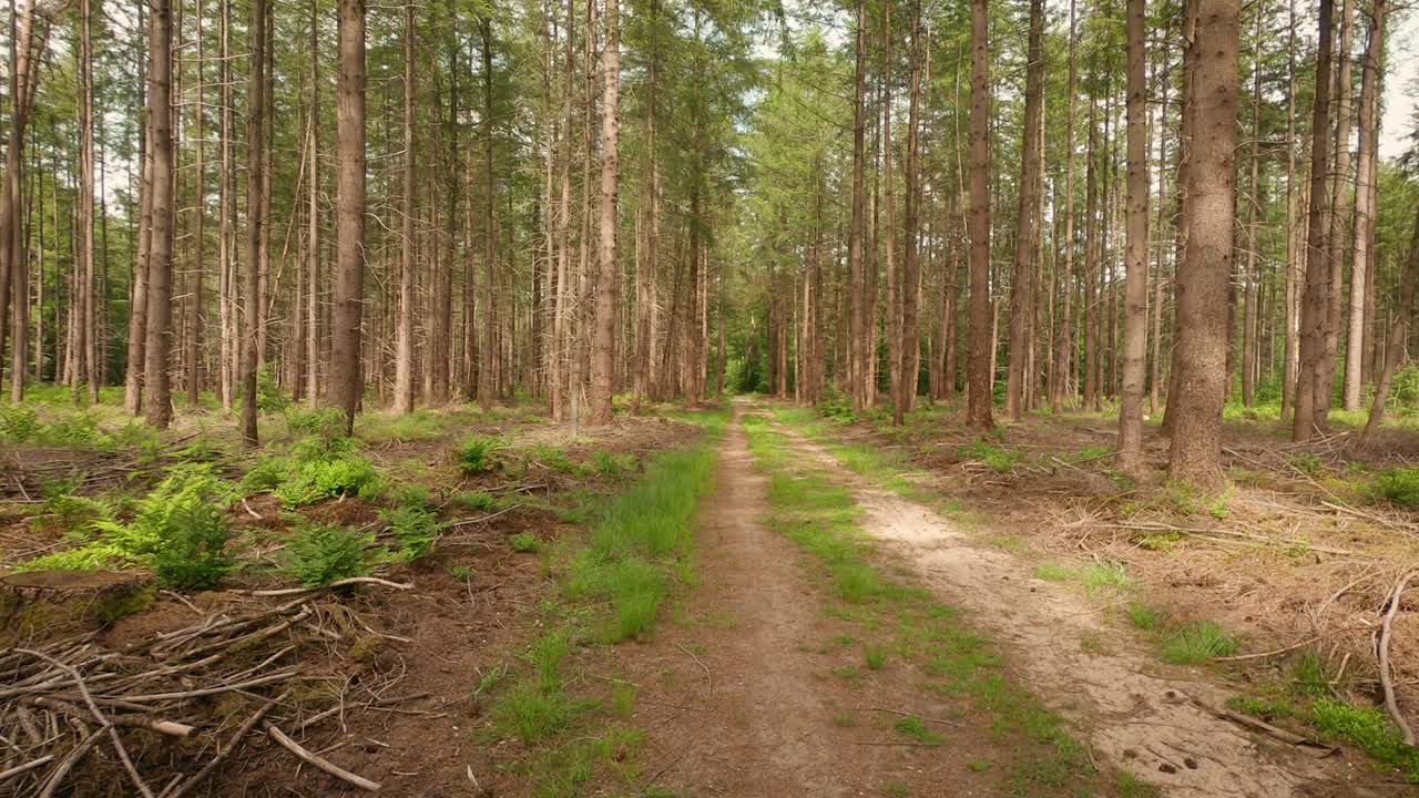 높은 전나무 사이의 숲길을 따라 앞으로 이동