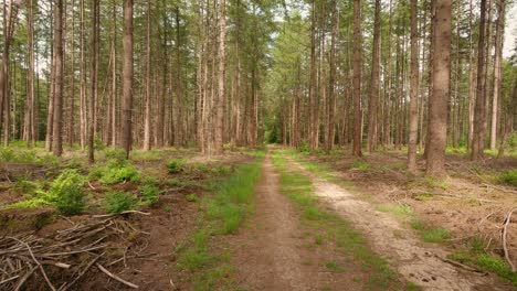 moving forward along the forest road between high firs