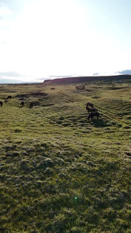 icelandic horses grazing in a lush green field