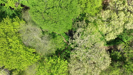 An-aerial-view-over-the-tops-of-green-trees