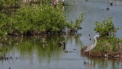 mirando hacia la derecha como se ve en medio del día en un pantano, garza gris ardea cinerea, tailandia