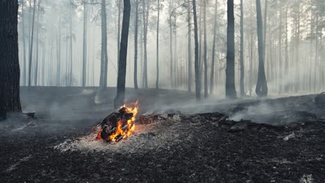 forest fire in a pine forest
