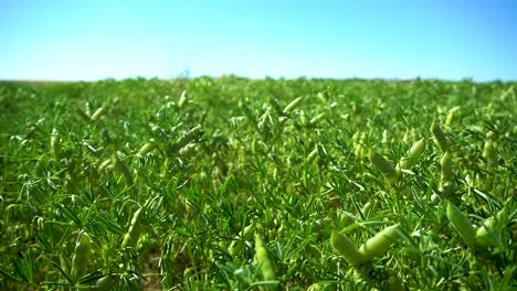 Lupinos-En-La-Brisa