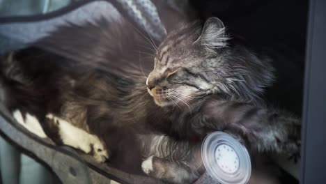 toma amplia de gato mirando por la ventana en cámara lenta