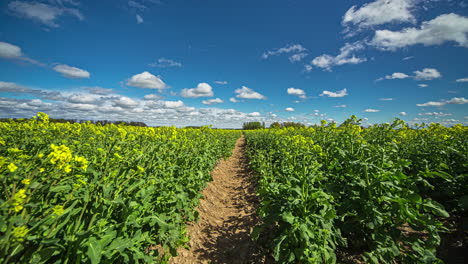 static shot of a rapeseed field on both side of a narrow path with white clouds passing by in timelapse on a sunny day