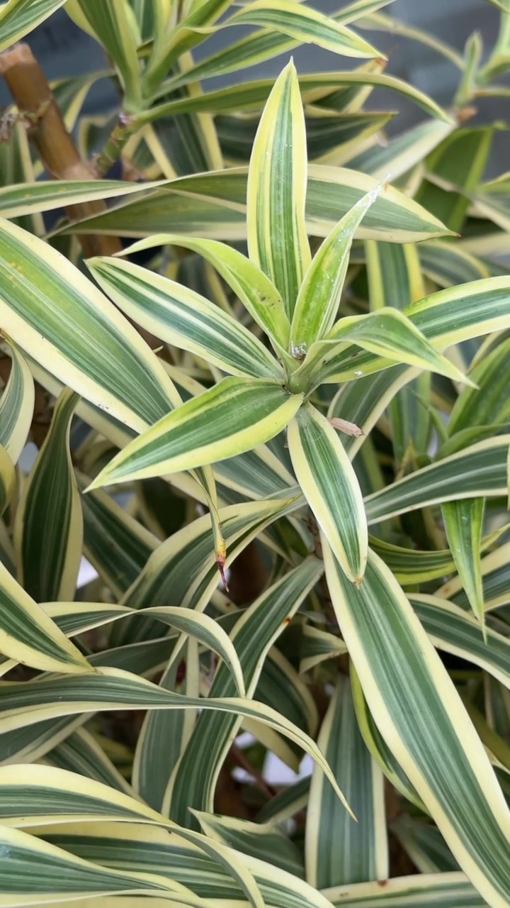Primo piano di foglie di Dracaena variegata