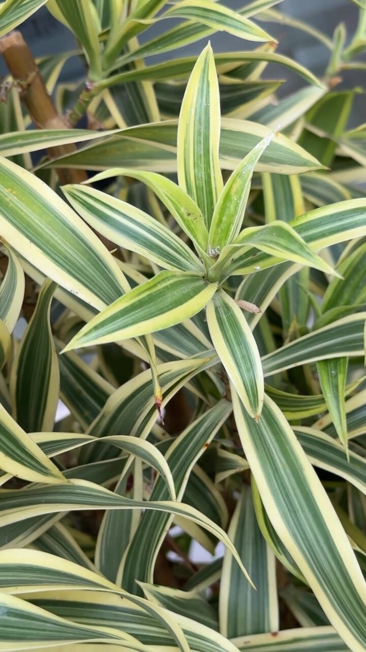 Primo piano di foglie di Dracaena variegata
