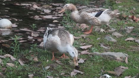 Dos-Patos-Comiendo-Una-Fruta