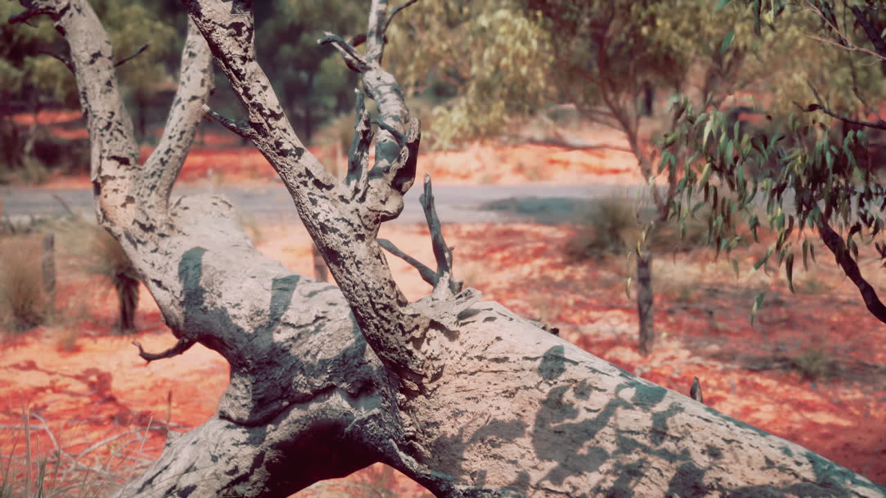primer plano de un tronco de árbol caído en un bosque
