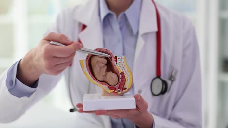 doctor explaining pregnancy anatomy with a model