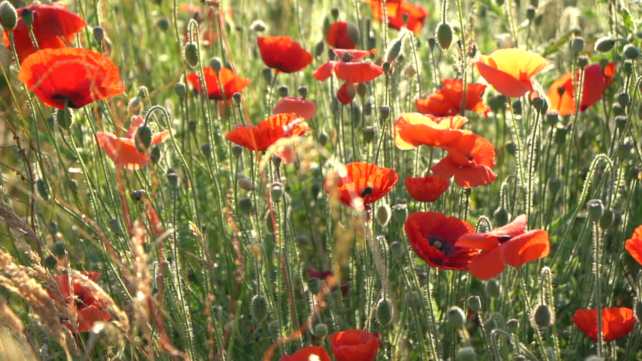 mo slo abeja en el campo de amapolas al amanecer