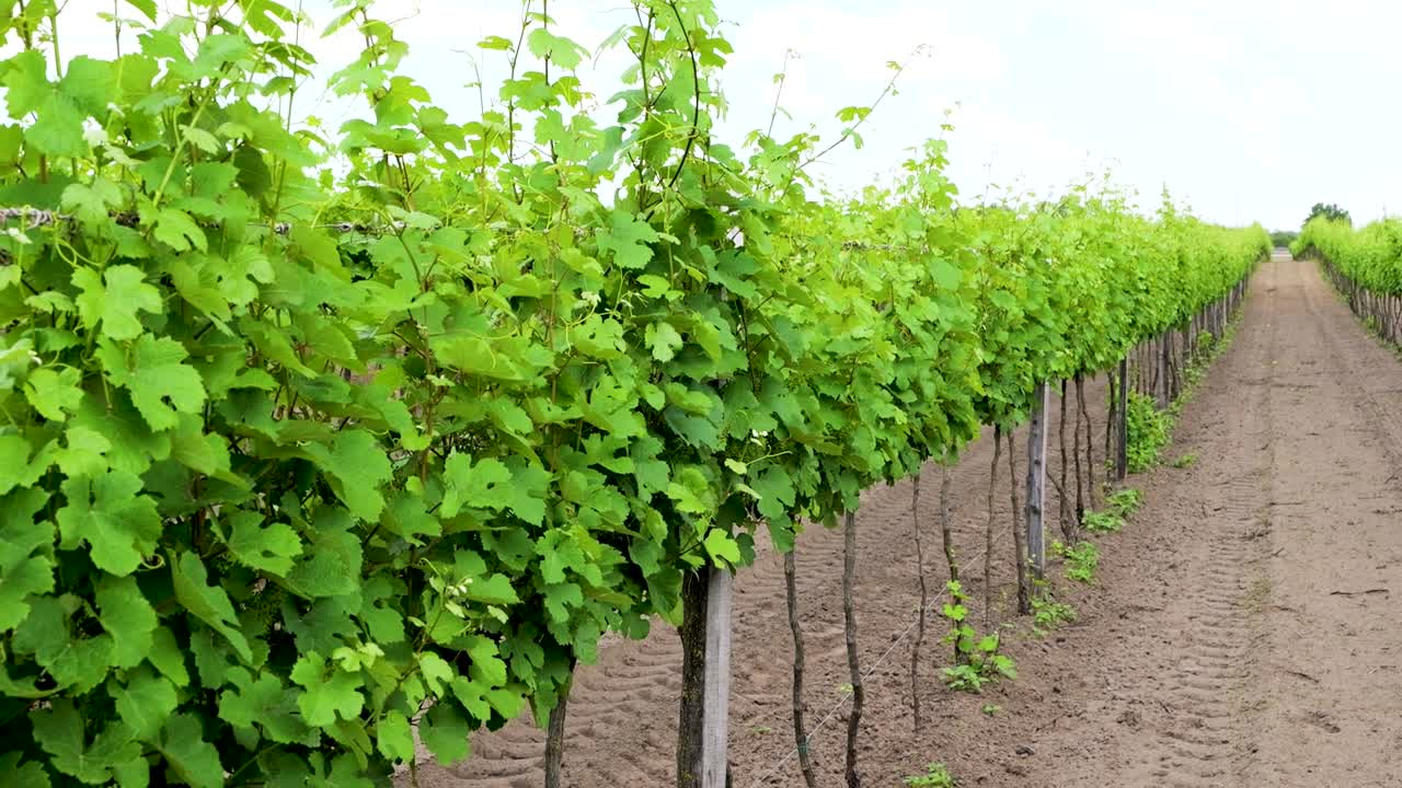 포도 에 있는 포도나무 줄 들 이 끔 히 정렬 되어 있다