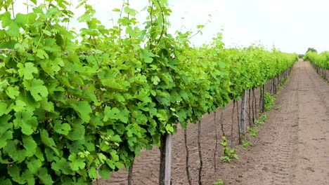 Sauber-Ausgerichtete-Reihen-Von-Weinreben-In-Einem-Weinberg