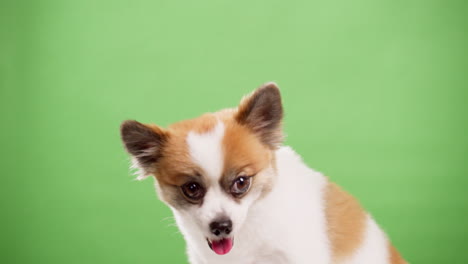 Portrait-of-the-cute-fluffy-puppy-of-pomeranian-spitz