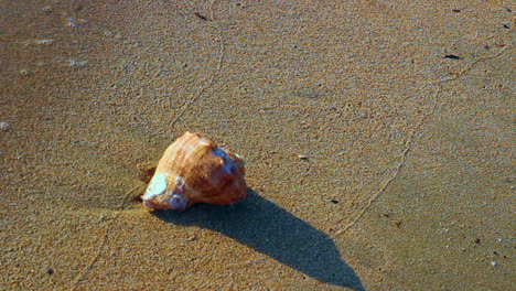 close up of a shell on the beach