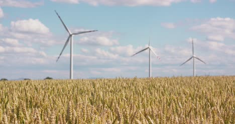 Weizenfeld-Gegen-Windmühlen-1