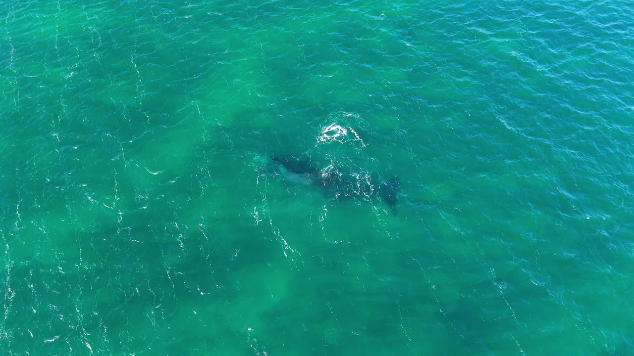 Whale pod swimming in the clear turquoise waters off Puerto Madryn, Chubut