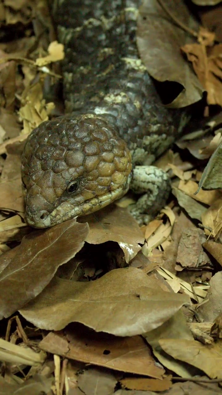 Una lucertola shingleback riposa immobile su foglie secche e marroni in un ambiente di foresta tropicale