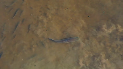 aerial view directly above a grass carp swimming in murky water with a school of fish