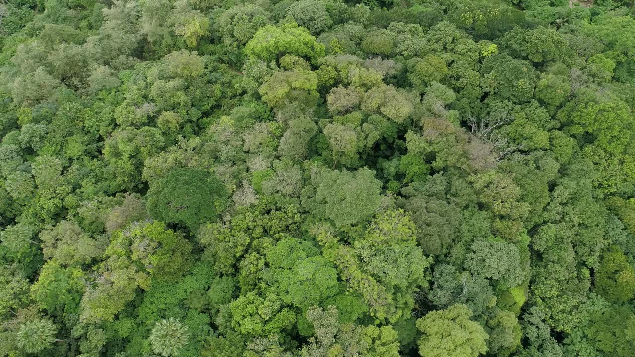 Amazing forest Aerial view of forest trees Rainforest ecosystem and healthy environment background Texture of green trees forest top down