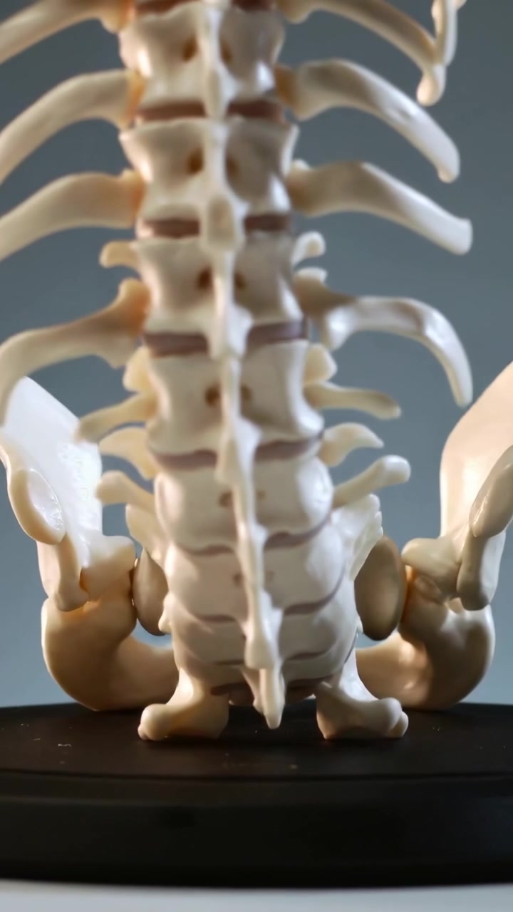 Video verticale: Modello rotante di colonna vertebrale e bacino su un piatto girevole nero, che mostra il sacro e distanziatori viola.