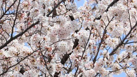 cherry blossom in full bloom in tokyo, japan