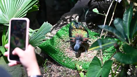 A-Nicobar-pigeon-eats-food-at-the-indoor-rainforest-in-Dubai,-United-Arab-Emirates