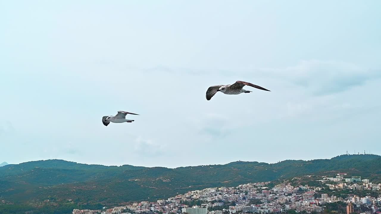 Flying seagulls near the floating ferryboat. Land in the distance. Cloudy weather. Slow motion. Greece
