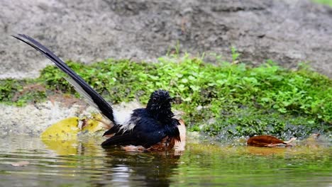 White-rumped-Shama-bathing-in-the-forest-during-a-hot-day,-Copsychus-malabaricus,-in-Slow-Motion