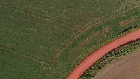 vista aérea de los campos de soja el cruce de un camino de tierra roja para ver la sabana brasileña natural en contraste