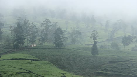 Aerial-view-of-tea-garden-with-foggy-sky-in-Wonosobo,-Indonesia