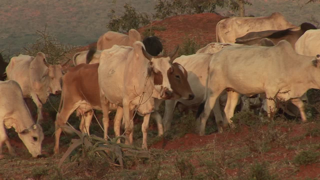 Gado pastando em pastagens de solo vermelho com arbustos, típico do planalto de Borana, no sul da Etiópia, onde o gado zebu se alimenta de gramíneas e acácias em savanas semiáridas