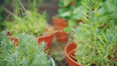 tracking through garden plants