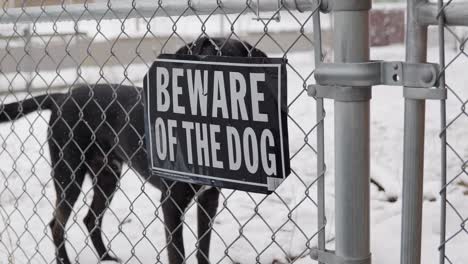 Tenga-Cuidado-Con-El-Letrero-Del-Perro-En-Una-Cerca-De-Alambre,-Nieve-Blanca-Y-Fresca-En-El-Suelo,-Luego-El-Perro-Labradane-Danés-De-Laboratorio-Negro-Entra-En-El-Marco-Con-La-Pelota-Y-Luego-Mira-A-Su-Alrededor.