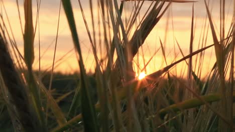 el atardecer a través del campo de trigo