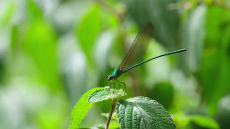 Camera-zooms-out-revealing-this-lovely-Clear-winged-Forest-Glory-deep-in-the-forest,-Vestalis-gracilis,-Thailand