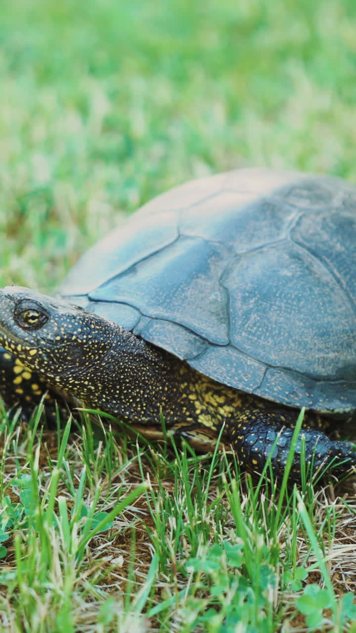 The land turtle in the grass. Turtle crawling on the ground among the plants Vertical video