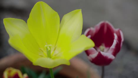 Zwei-Tulpen,-Die-Im-Wind-Schwingen