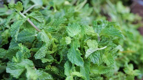 Hojas-De-Menta-Orgánicas-Frescas-De-La-Granja-Cerca-Desde-Un-ángulo-Diferente