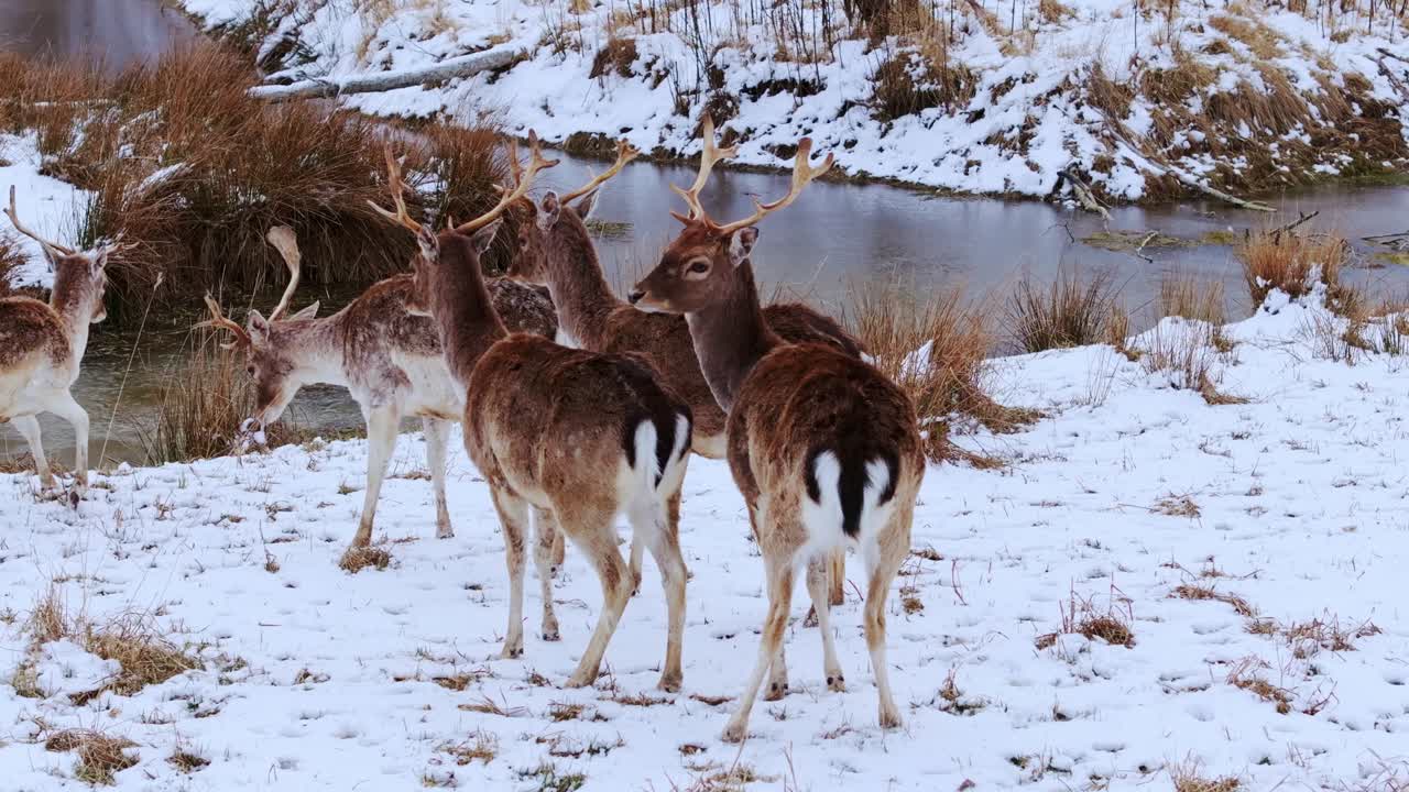 Vilde hjorte står tæt sammen ved den sneklædte flodbred og fornemmer deres habitat