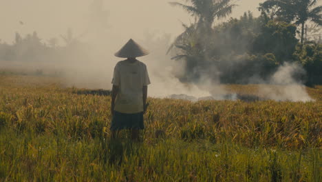 farmer in a rice paddy