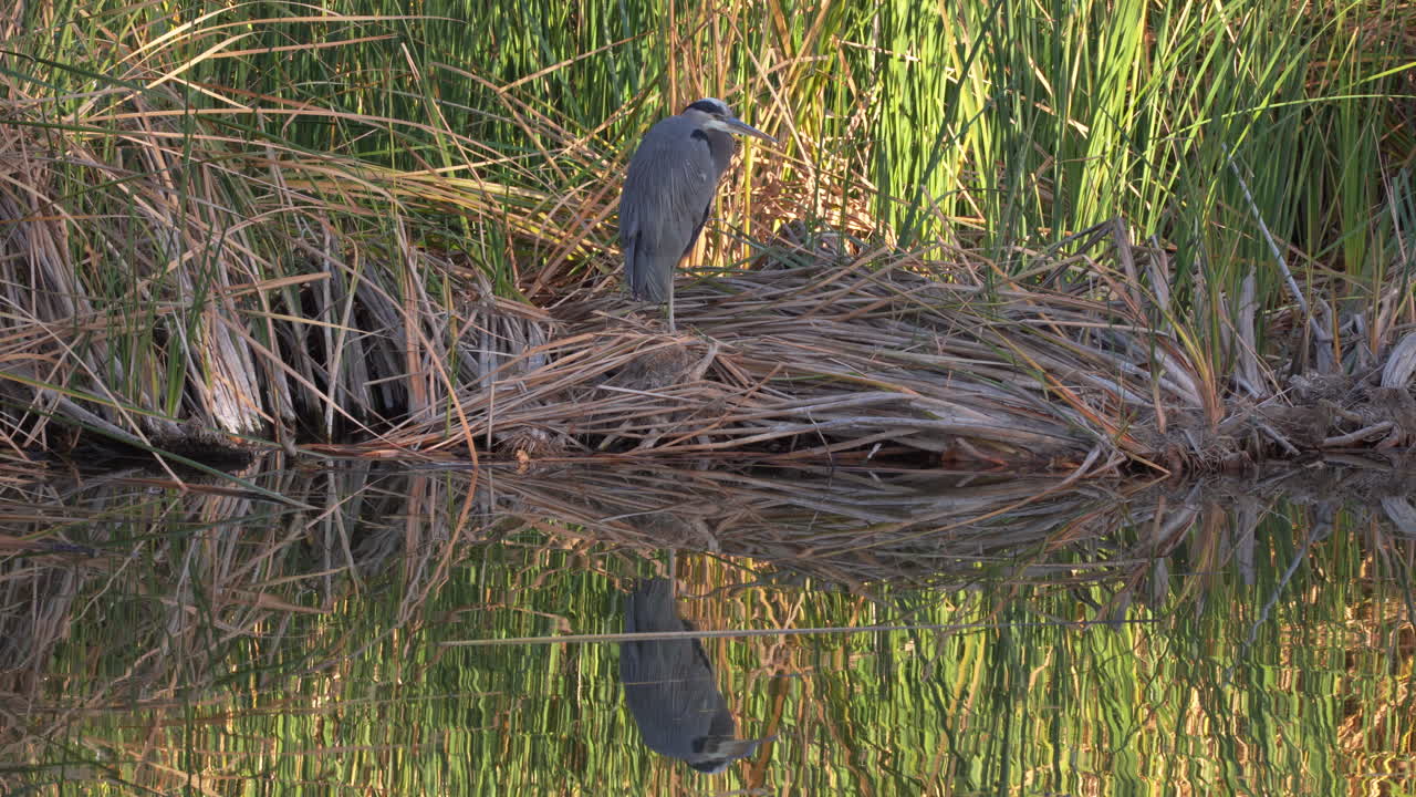 una gran garza azul adulta se encuentra en un nido de juncos a lo largo de la orilla del río o del lago - reflejo reflejado en el agua