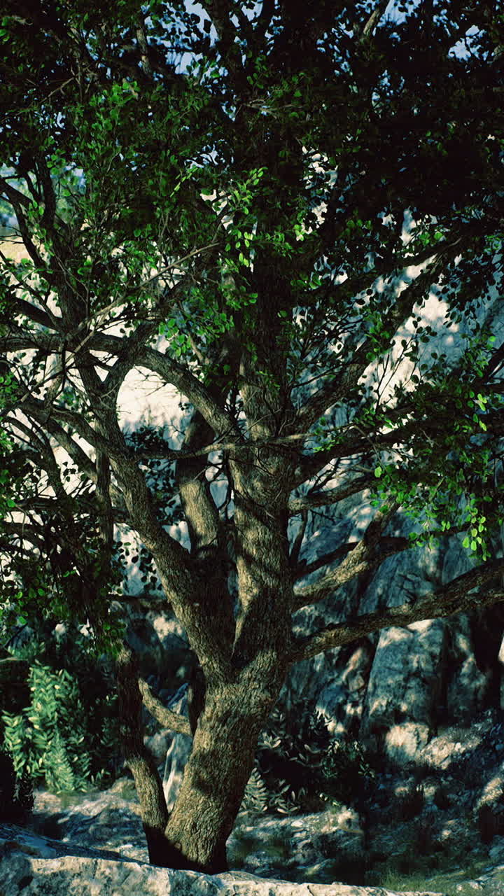 Majestic tree standing tall among rocky slopes under clear blue sky