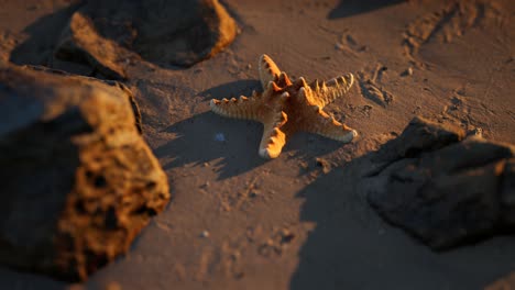 Starfish-on-sandy-beach-at-sunset